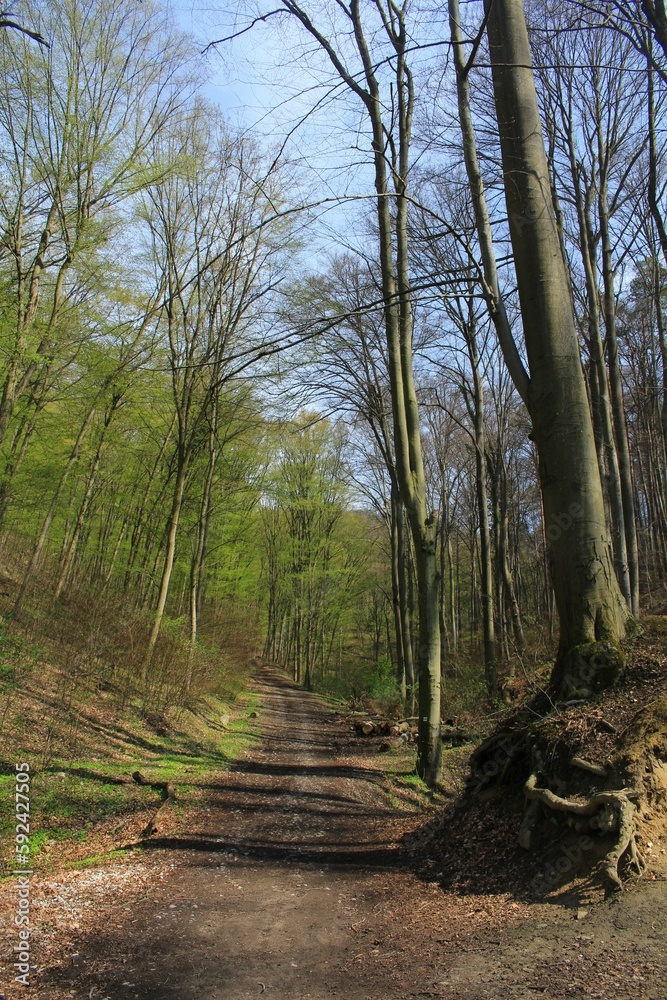 Central European forest in the spring = recreational part of Bratislava Central European forest in the spring = recreational part of Bratislava