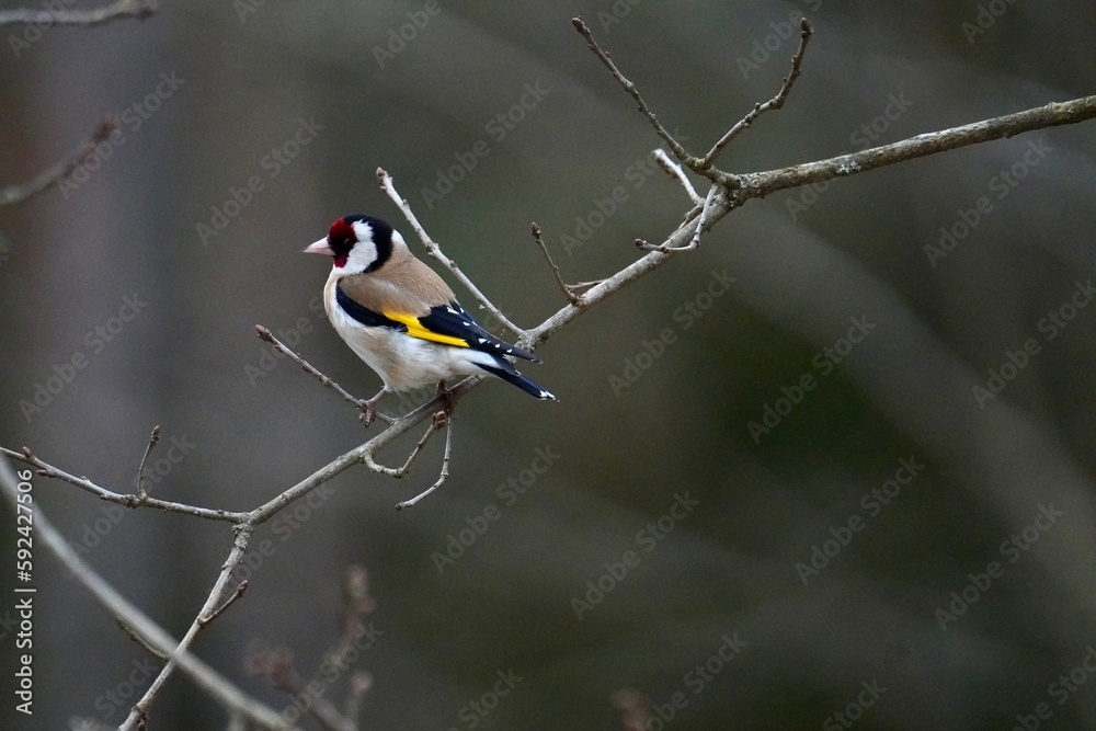 photographing birds with a fast shutter speed photographing birds with a fast shutter speed