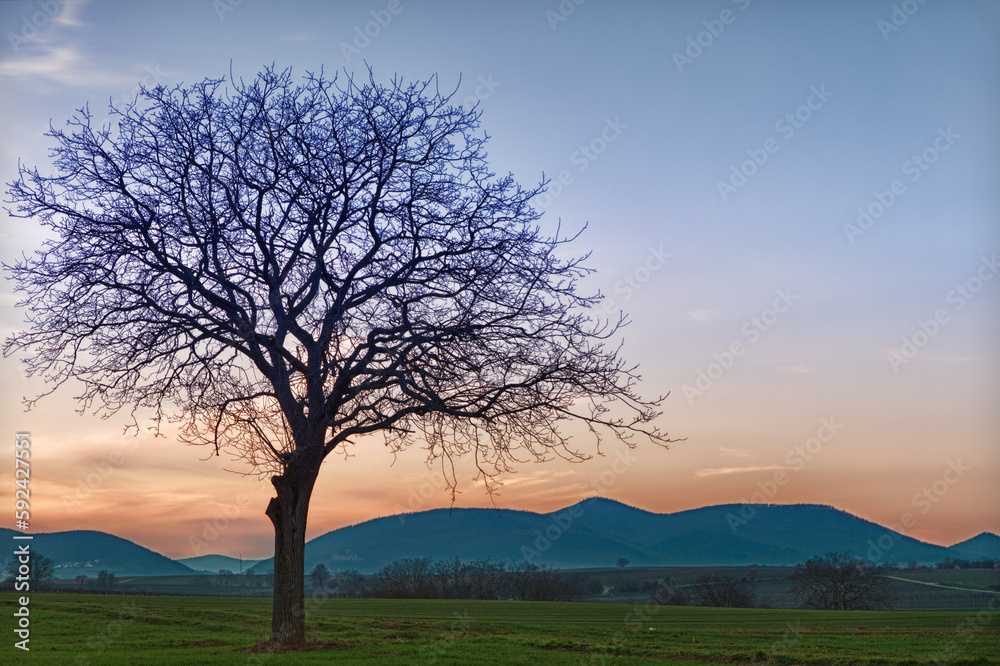 Obraz premium Field with Trees at dusk close to Steinweiler, Pfalz, Germany
