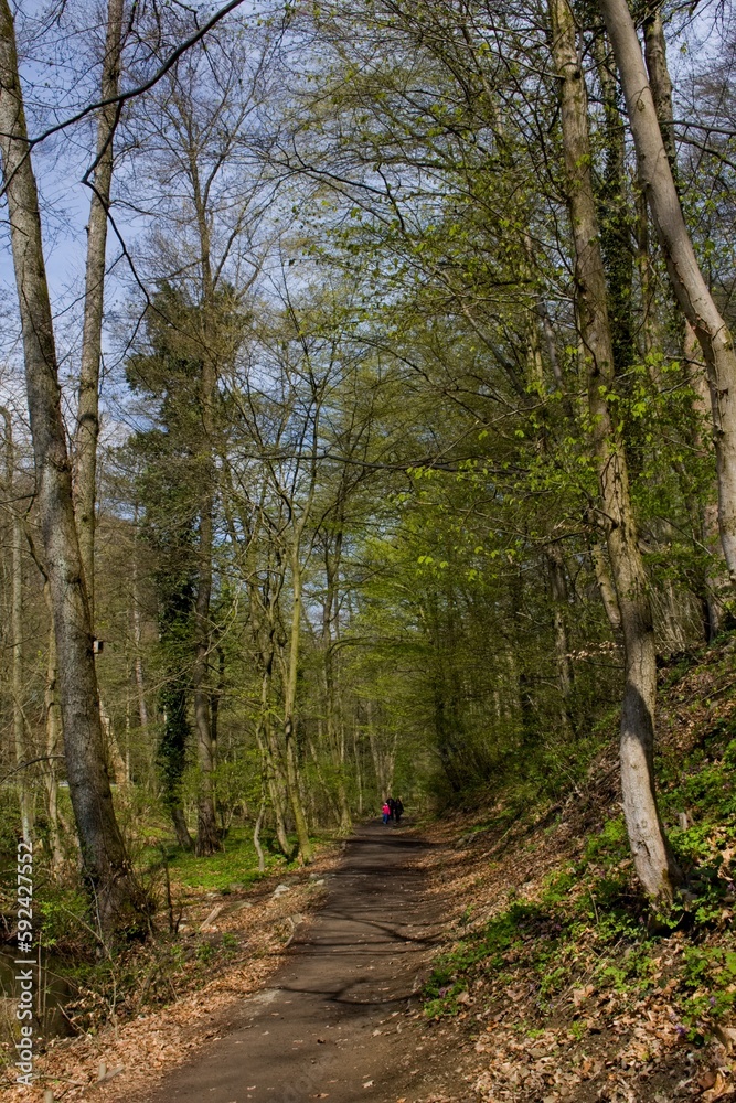 Central European forest in the spring = recreational part of Bratislava Central European forest in the spring = recreational part of Bratislava