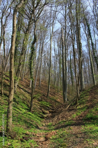 Central European forest in the spring   recreational part of Bratislava