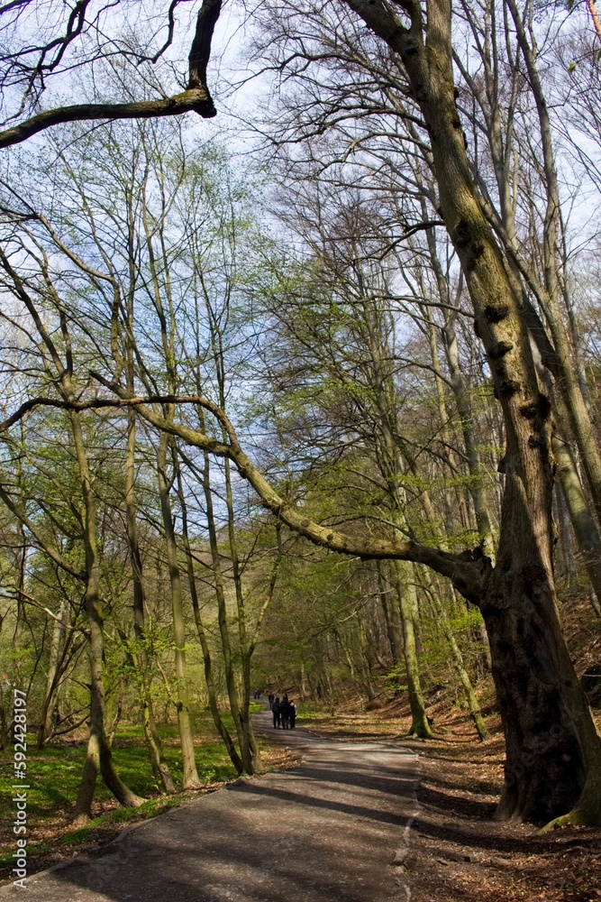 Central European forest in the spring = recreational part of Bratislava Central European forest in the spring = recreational part of Bratislava