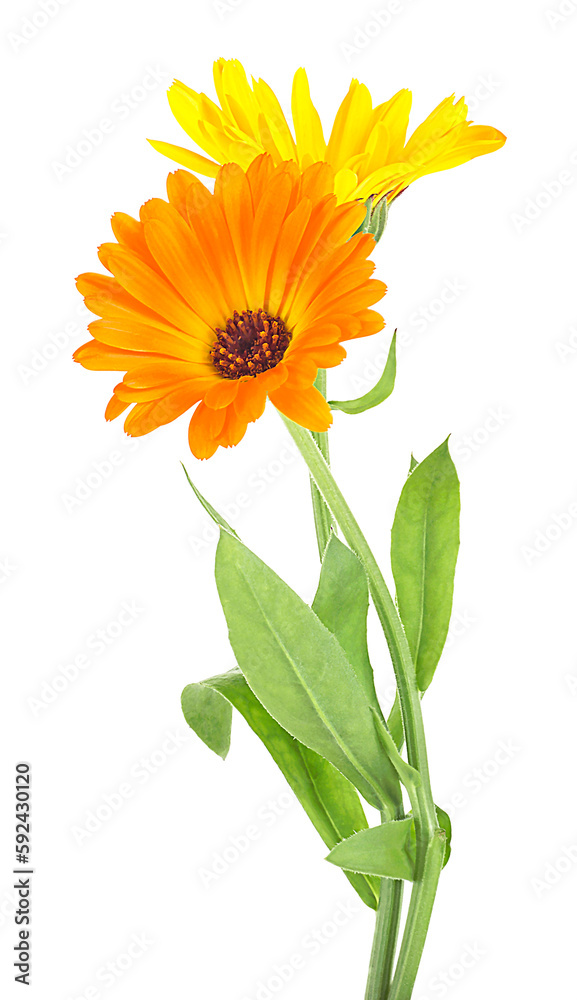 Naklejka premium Calendula - two marigold flowers isolated on a white background. Medicinal plant.