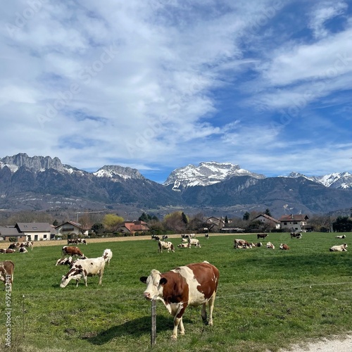 mountains   cows
