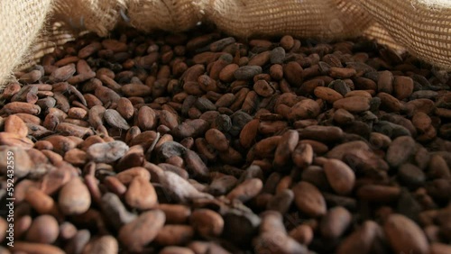 A big bag of dry cocoa beans in the cooperative ready to be processed, in Ivory Coast