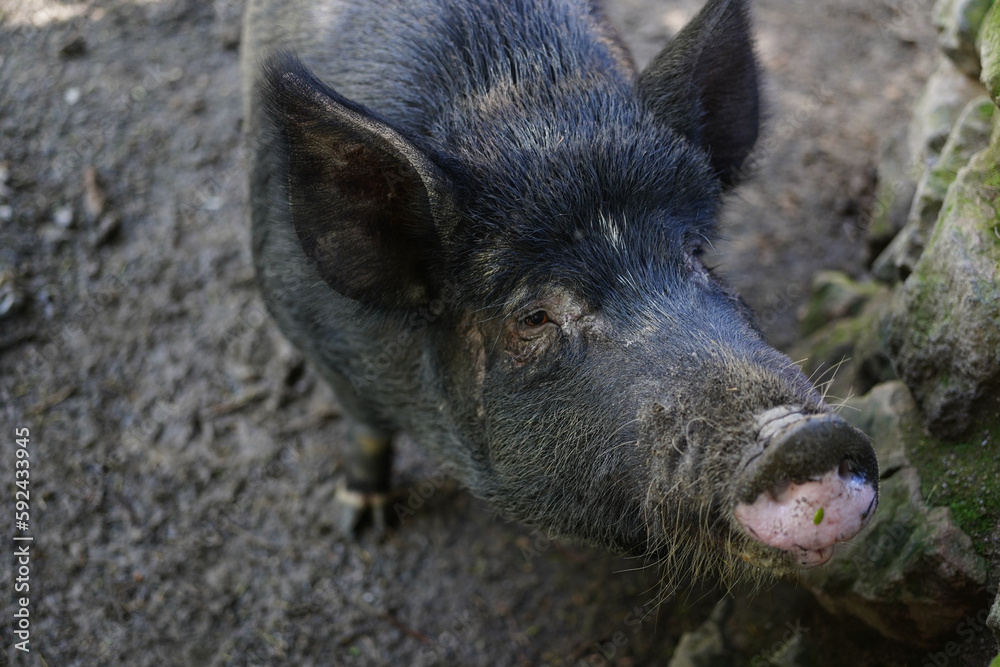 A domesticated wild black pig in a sty A domesticated wild black pig in a sty