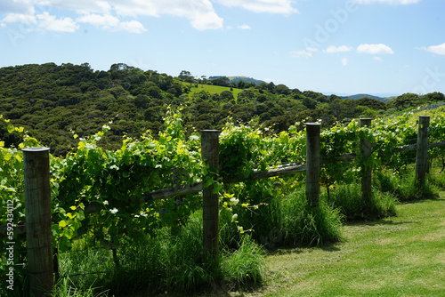 Vines at vineyards on Waiheke Island near Auckland, New Zealand