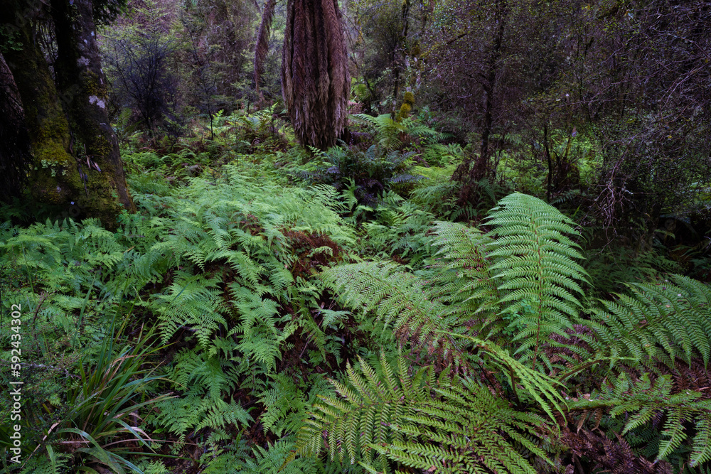 Native New Zealand ferns surrounded in a thick podocarp forest Native New Zealand ferns surrounded in a thick podocarp forest