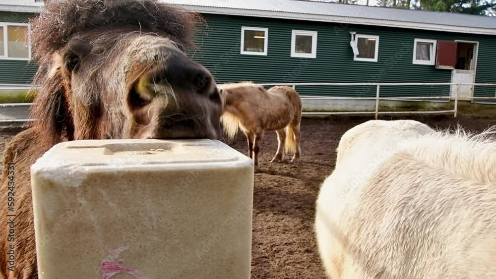 Video Stock South Iceland 2nd march, 2023 horse eat salt cube in