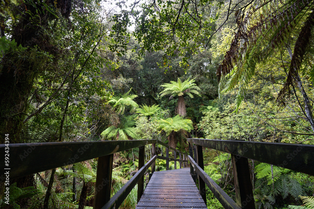 Pathway through ancient podocarp forest in the Whirinaki Conservation Park, New Zealand