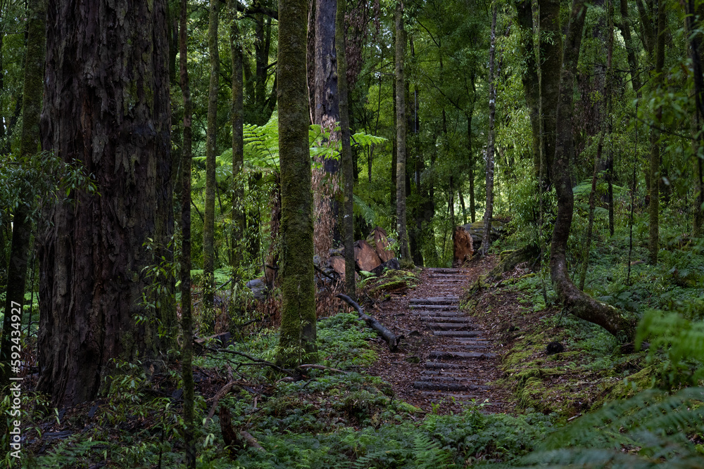 Obraz premium Pathway through ancient podocarp forest in the Whirinaki Conservation Park, New Zealand