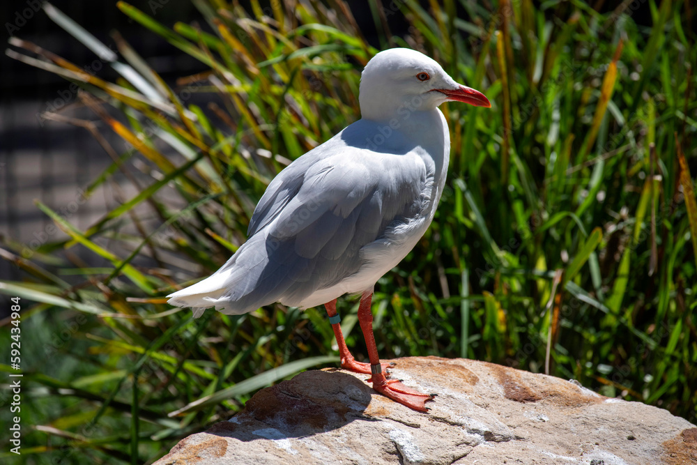 Silver Gull (Larus novaehollandiae) Silver Gull (Larus novaehollandiae)