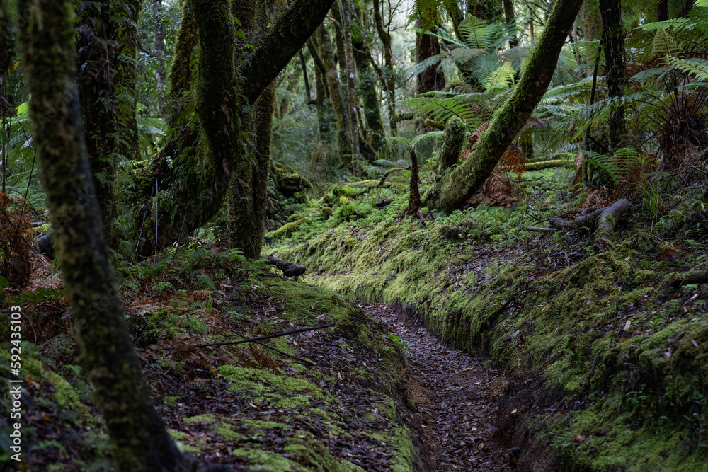 Pathway through ancient podocarp forest in the Whirinaki Conservation Park, New Zealand Pathway through ancient podocarp forest in the Whirinaki Conservation Park, New Zealand