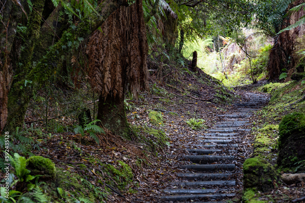 Pathway through ancient podocarp forest in the Whirinaki Conservation Park, New Zealand Pathway through ancient podocarp forest in the Whirinaki Conservation Park, New Zealand