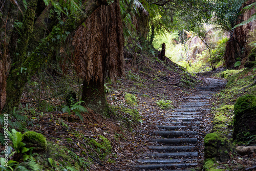 Pathway through ancient podocarp forest in the Whirinaki Conservation Park, New Zealand