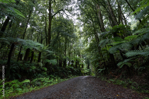 Pathway through ancient podocarp forest in the Whirinaki Conservation Park, New Zealand