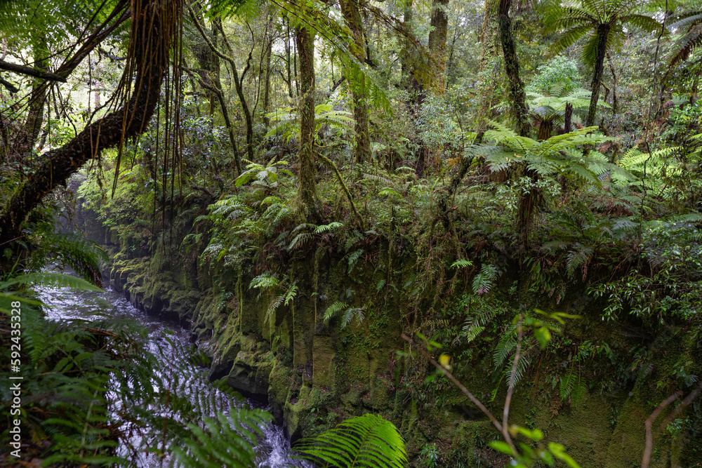 Te Whaiti nui a toi Canyon in Whirinaki Conservation Park Te Whaiti nui a toi Canyon in Whirinaki Conservation Park