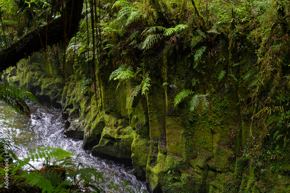 Te Whaiti nui a toi Canyon in Whirinaki Conservation Park