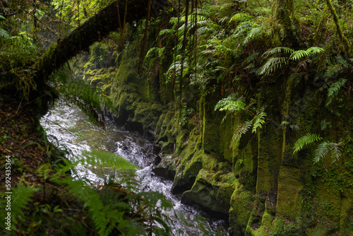 Te Whaiti nui a toi Canyon in Whirinaki Conservation Park