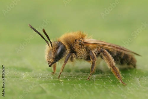 Closeup on a brown hairy female Mellow minder solitary bee, Andrena mtitis sitting on a green leaf