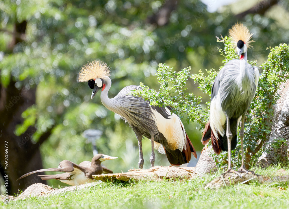 Fototapeta premium Grey Crowned Crane walking in the Grass