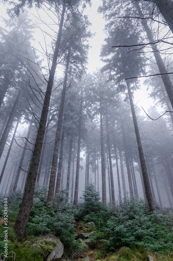 Magical misty forest covered in fog. Winter nature creates a scary environment.