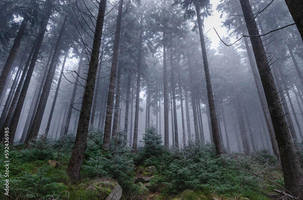 Obraz premium Magical misty forest covered in fog. Winter nature creates a scary environment.