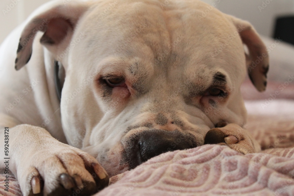 american staffordshire terrier sleeping on the bed american staffordshire terrier sleeping on the bed