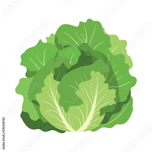 Fresh organic lettuce healthy vegetarian meal