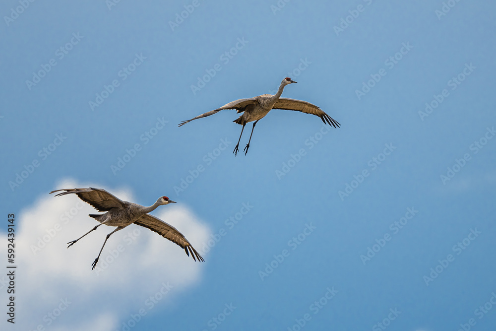Fototapeta premium Sandhill Cranes (Antigone canadensis) Landing