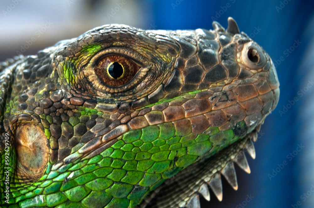 Fototapeta premium Iguana