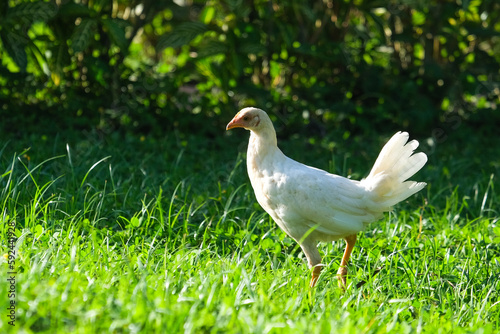 Close up white chicken standing on green grass and green background. Selective focus of chicken. Available cut out shape from image.