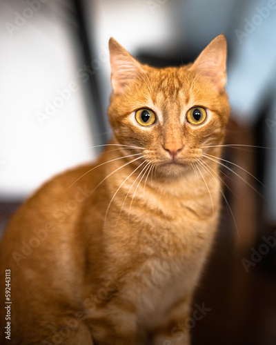 portrait of a cat © thomasueda