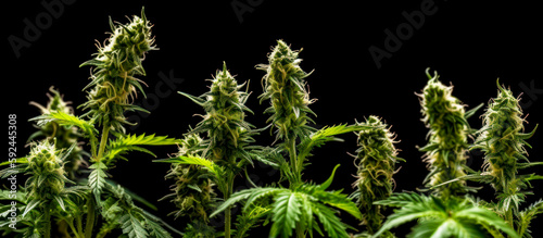 panorama cannabis buds in dark background generative ai