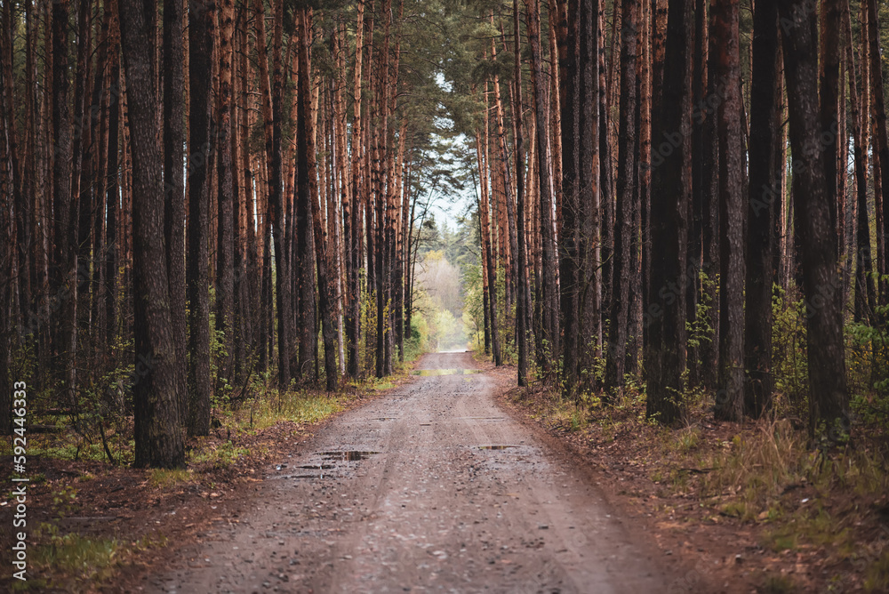 Obraz premium Dark moody forest