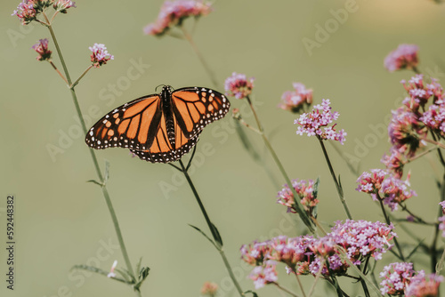 monarch butterfly in spring garden  ©  ALR imagery