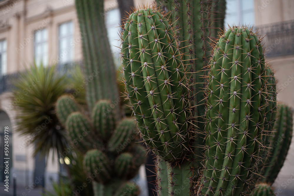 Beautiful prickly green cactus in hot summer weather in nature Beautiful prickly green cactus in hot summer weather in nature