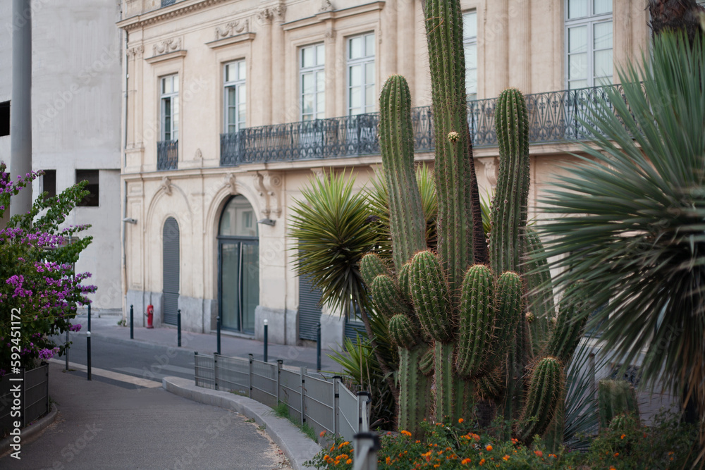 Fototapeta premium Beautiful prickly green cactus in hot summer weather in nature