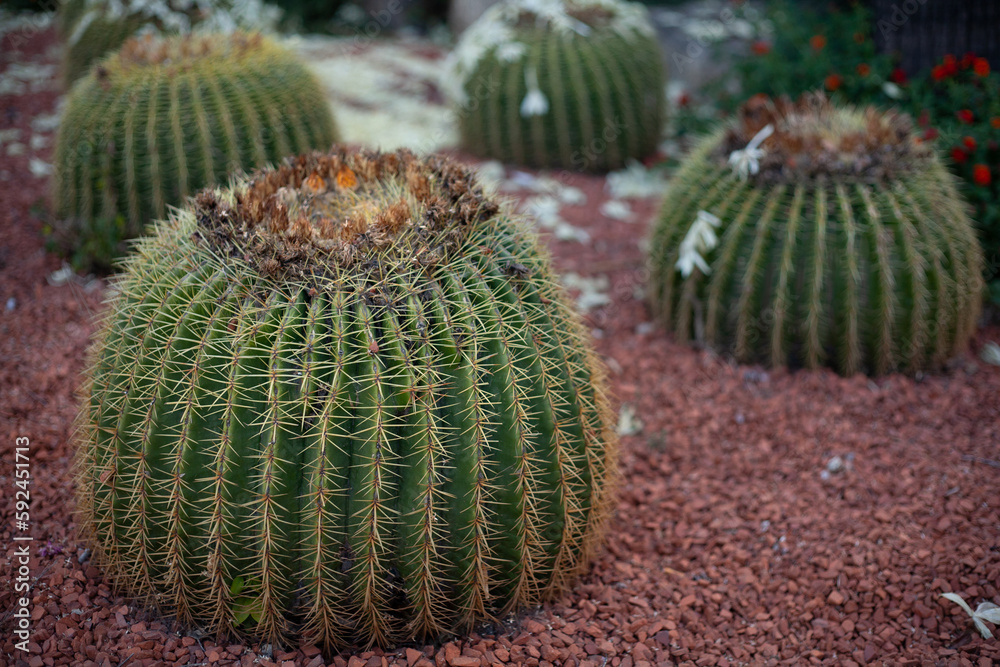 Beautiful prickly green cactus in hot summer weather in nature Beautiful prickly green cactus in hot summer weather in nature