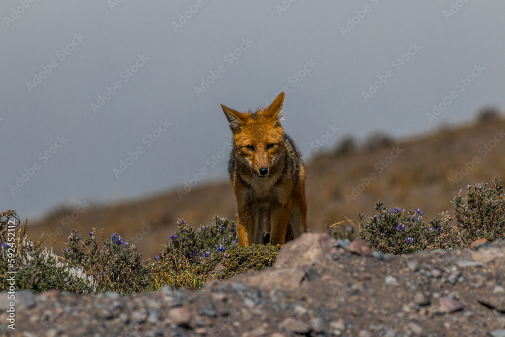 Fototapeta premium Lobo de Páramo Wolf