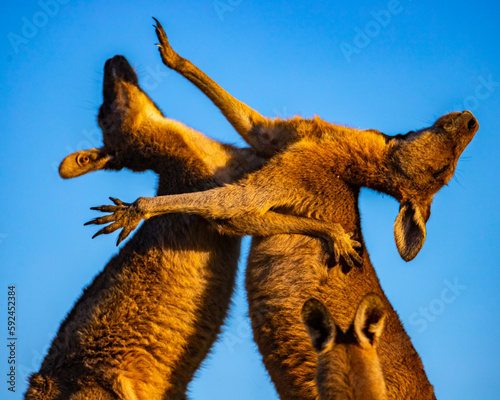 Mighty eastern grey kangaroos demonstrate their strength and fight by striking each other with their limbs during sunset. Look At Me Now Headland Walk, Coffs Harbour, NSW, Australia