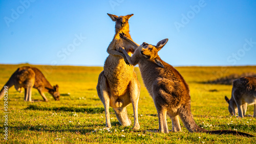 Mighty eastern grey kangaroos demonstrate their strength and fight by striking each other with their limbs during sunset. Look At Me Now Headland Walk, Coffs Harbour, NSW, Australia
