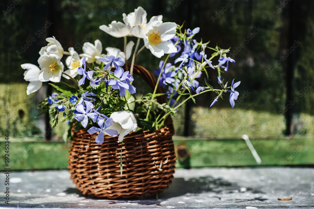 Basket with windflower, smell fox, creeping speedwell against background of old green wall Basket with windflower, smell fox, creeping speedwell against background of old green wall