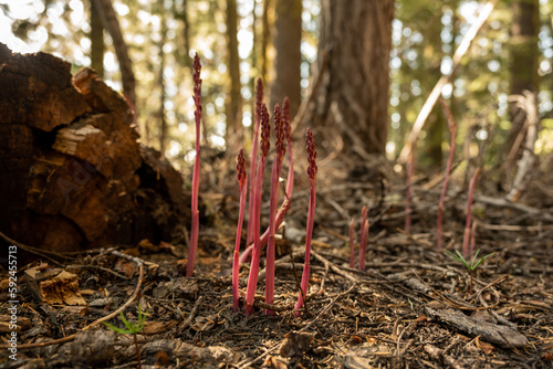 Pinedrop Plants Grow Along Trail In Crater Lake