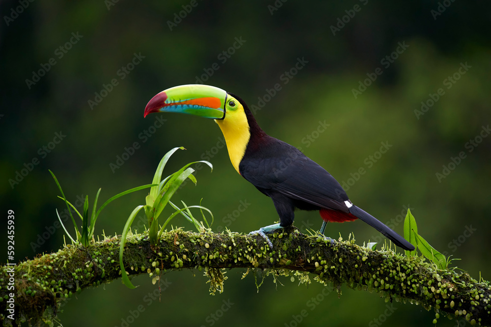 Fototapeta premium Keel-billed Toucan