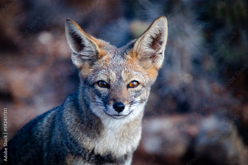Fototapeta premium portrait of a fox