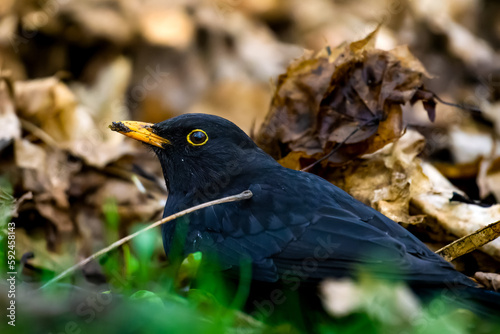 Photography Common blackbird with mud on its beak on the ground between yellowed autumn leav