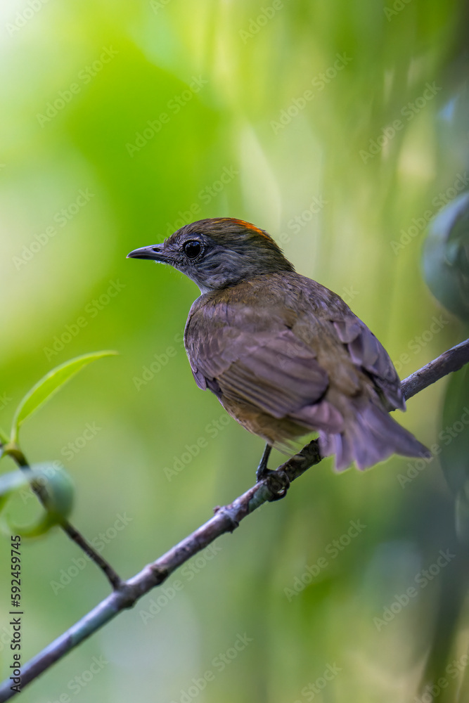 Orange-crowned Manakin Orange-crowned Manakin