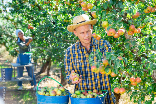 Two workers picking pears from trees and putting them into buckets