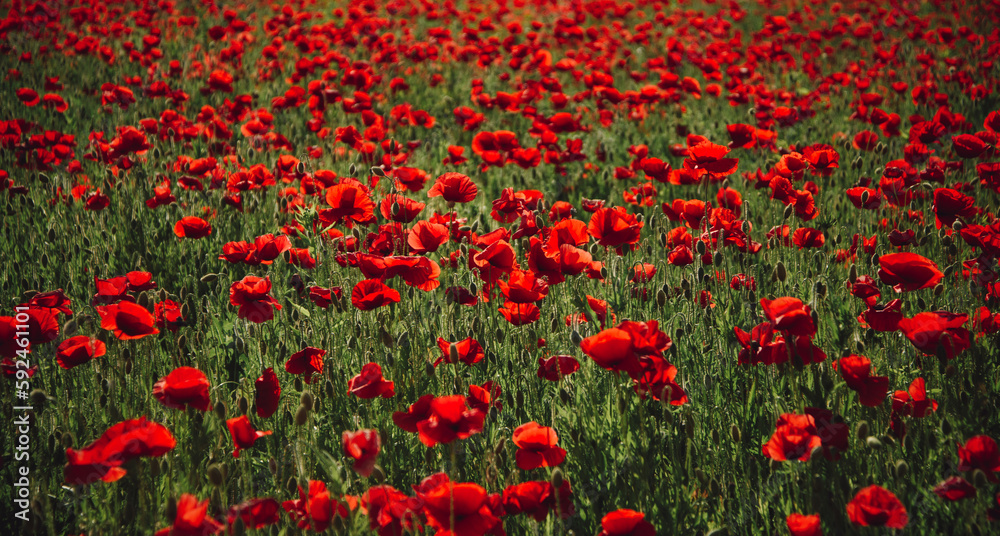 Anzac day banner. Poppy meadow. Remember for Anzac, Historic war memory. Anzac background.